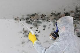 Environmental Consulting for Mold Prevention in Argo, AL